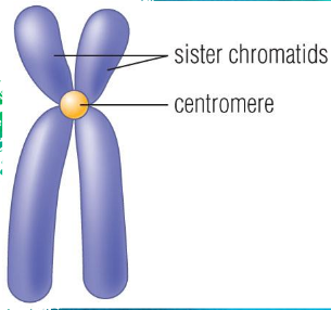 chromosomes.png