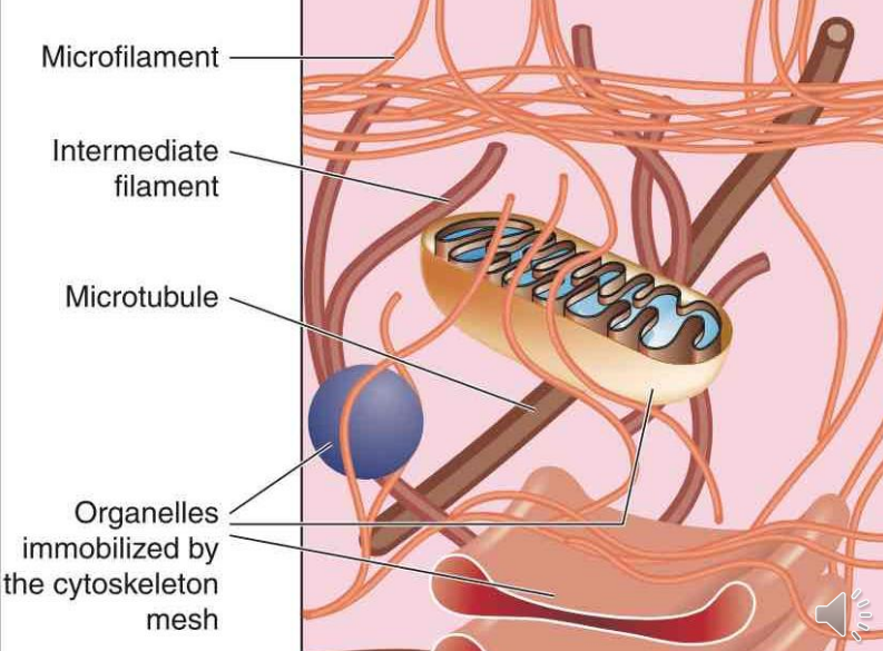 cytoskeleton.png