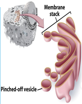 golgi_apparatus.png