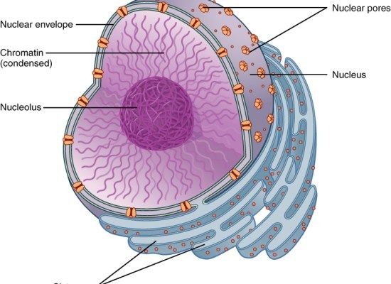 nucleus.jpg