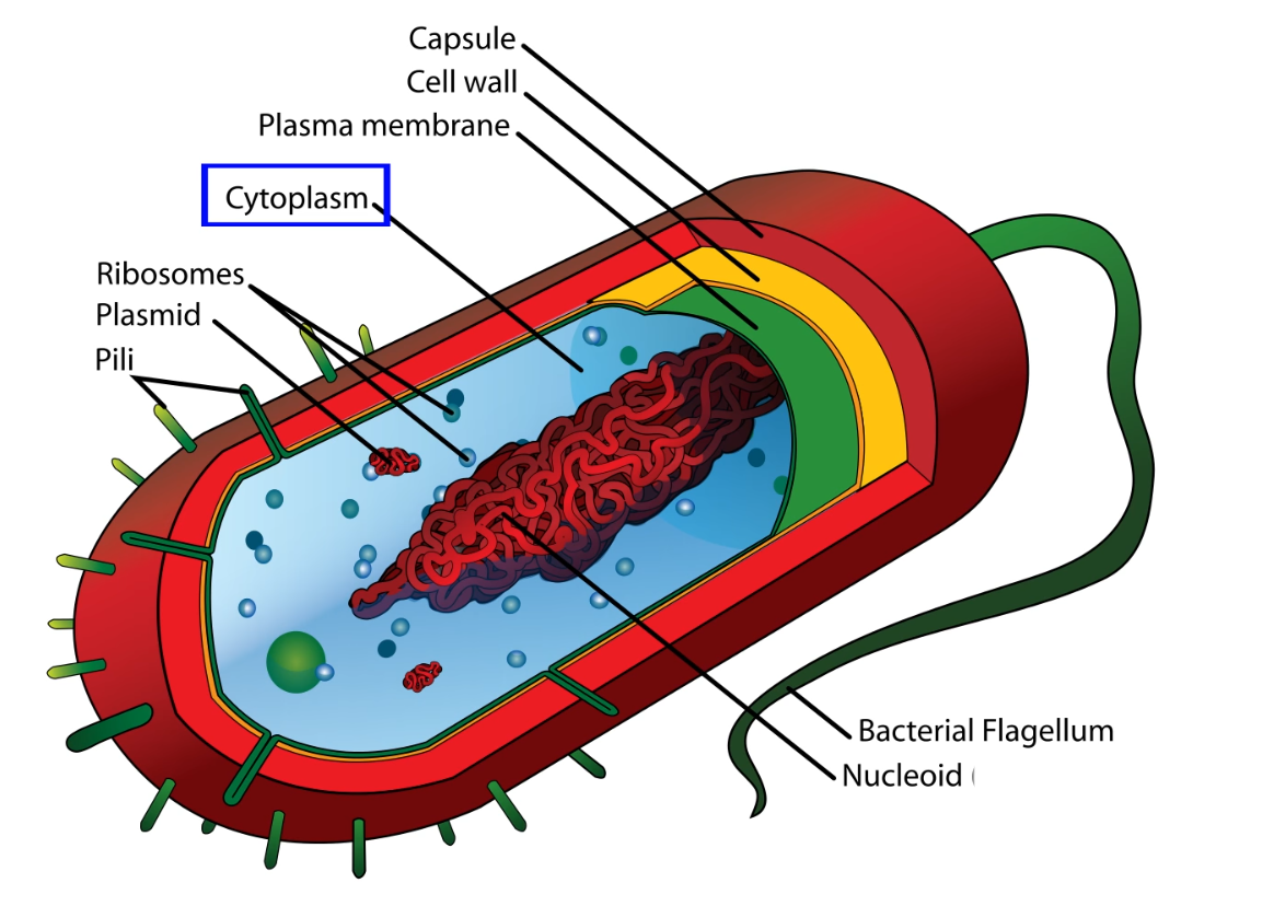 prokaryotic-organelles.png