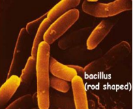 bacillus.png