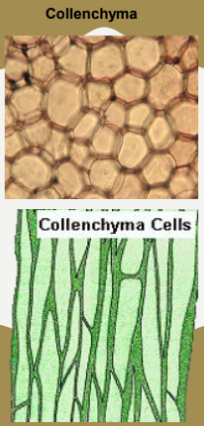 collenchyma.png