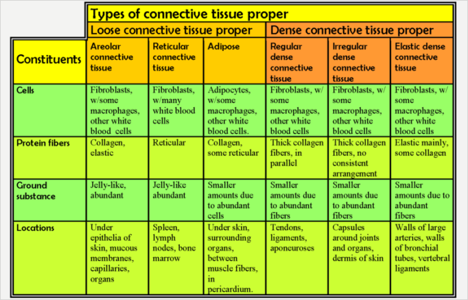 connective_tissues_table.png