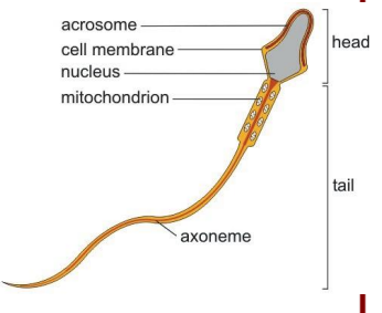 flagella.png