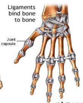 ligaments.png