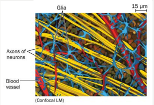 nervous_tissues.png