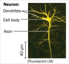 neuron.png