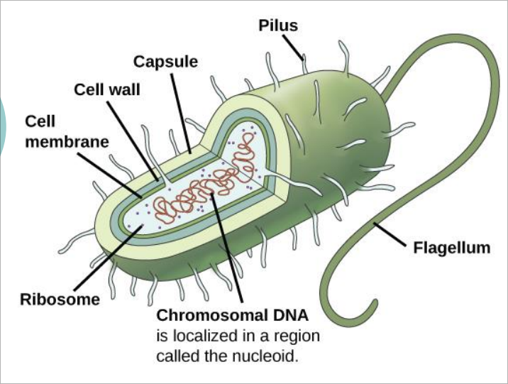 prokaryotic_cells.png