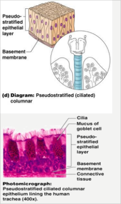 pseudo-stratified_columnar.png