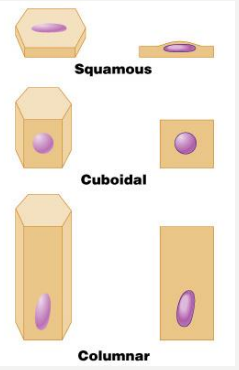 shapes_of_tissues.png