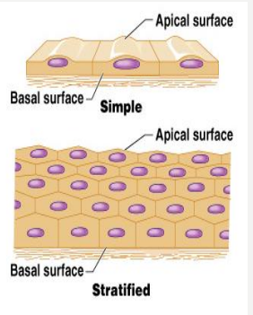 simple_and_stratified.png