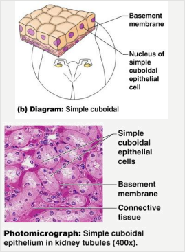 simple_cuboidal.png