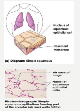 simple_squamous.png