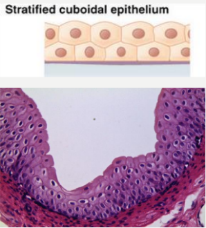 stratified_cuboidal.png