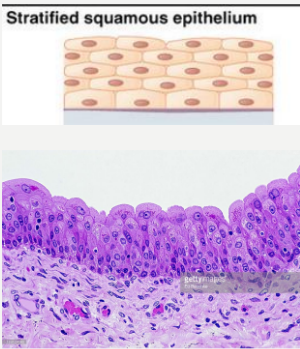 stratified_squamous.png