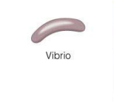 vibrio.png