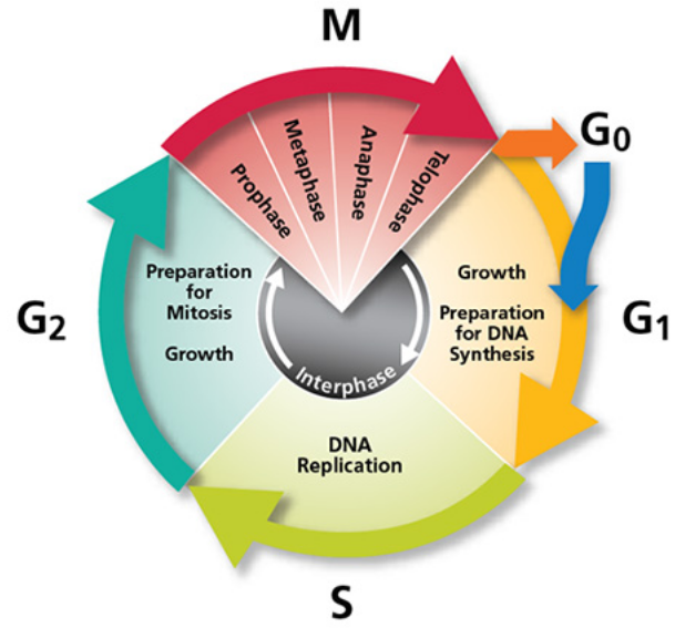 cell_cycle.png