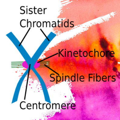 kinetochore.png