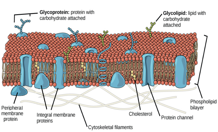 cell_membrane.png