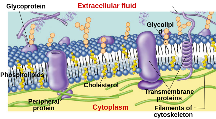 fluid_mosaic.png